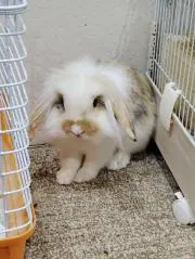 みくちゃん