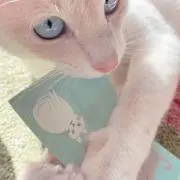 こはくの画像