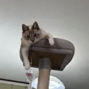 こんぽたの画像