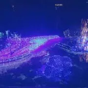 わんこの画像