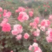 Piiの画像