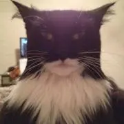 ちくわ猫の画像