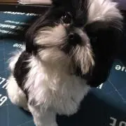 ひぃちゃん