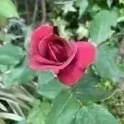 メダカの画像