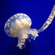 海月の画像