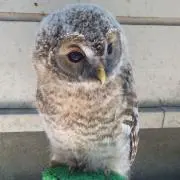 にっこりーの画像