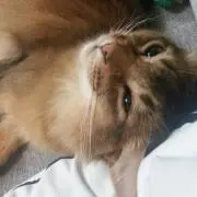 ハムテル
