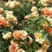 ひよこじゃないっぴの画像