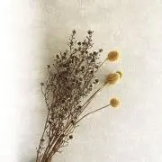 ハルの画像