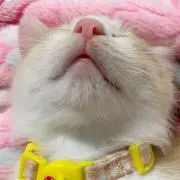ぺこぺこの画像