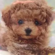 ノリピー