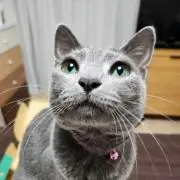 yumenekoの画像
