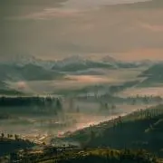 honuの画像