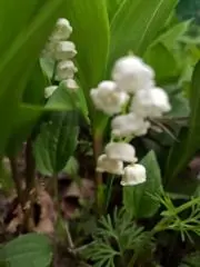 Muguetの画像