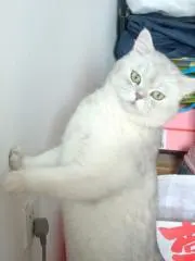 せいい