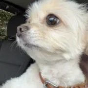 ぴーちの画像