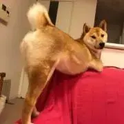 お柴のお○つの画像