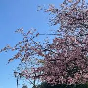 Hidemi