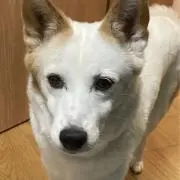 あきら/制作期間につき返信遅めの画像