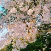 りんねの画像