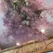 ShoYuの画像