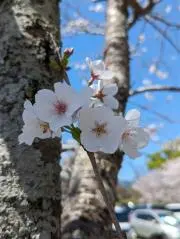 やほー