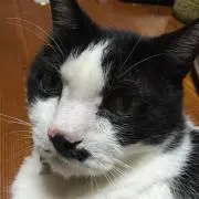 ふうこ