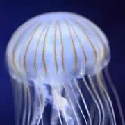 海月