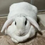 ボスうさぎ✡.*プロフ必読✡.*