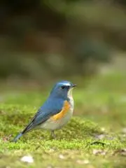 ルリビタキの画像