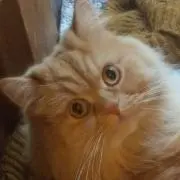 ひかるの画像