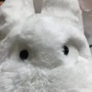 米丸の画像