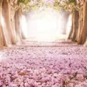 桜菖蒲