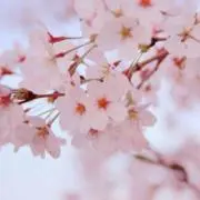 くうの画像