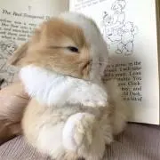 うさぎの画像