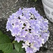 のなっちの画像