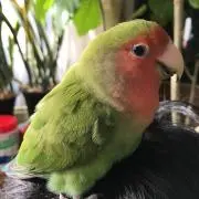rinnの画像