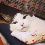 maitanの画像