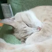 kotaの画像