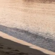 ぽぬの画像