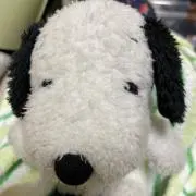 よっちんの画像