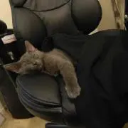にゃあ