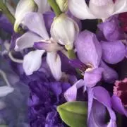 ハナミズキ