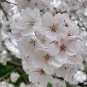るあの画像