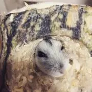 まい