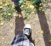 即日発送します☆ぴよこ☆の画像