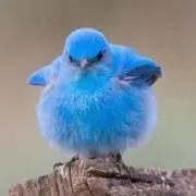 ぢびじゃー
