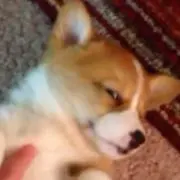 Bambiの画像