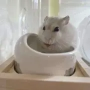 もち