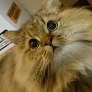 TomoKoeの画像